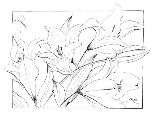 Lilies, ink pen