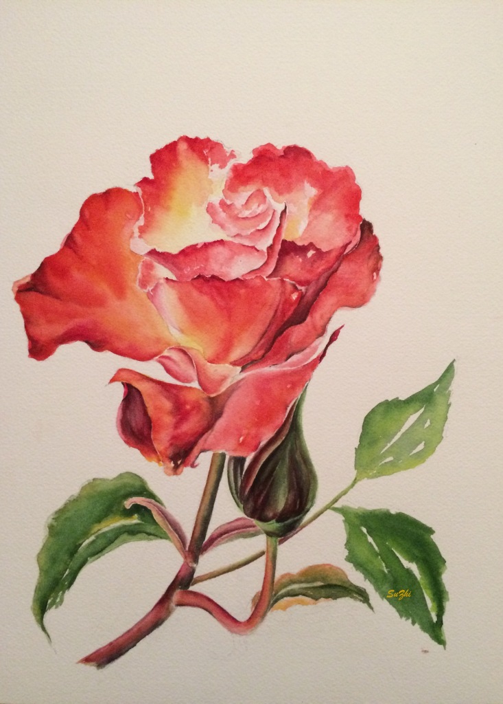 Red rose, watercolor