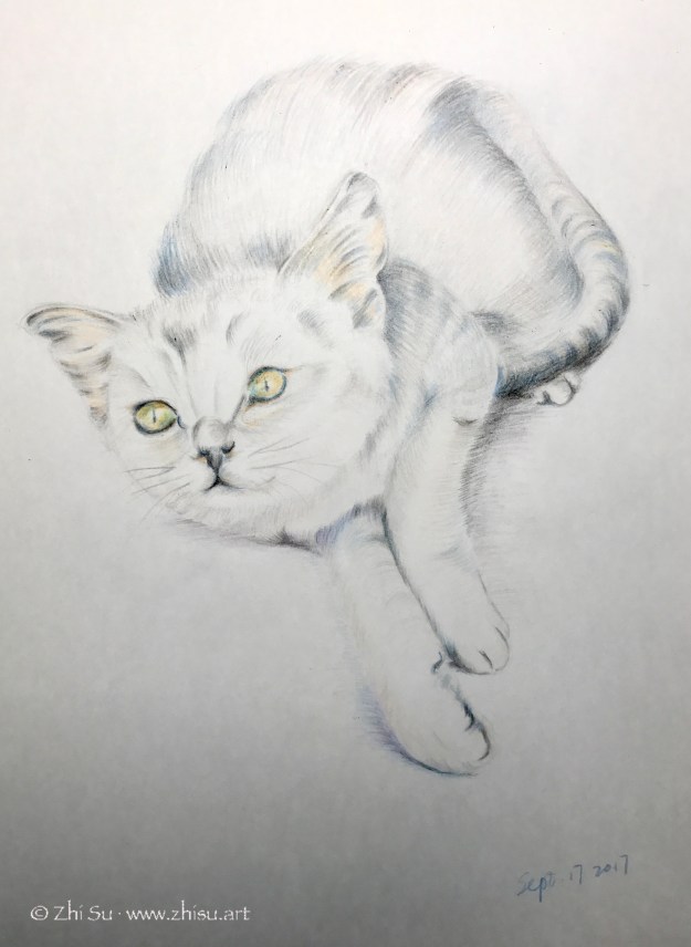 Kitty, colored pencil